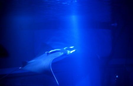 Ocean Blue Lounge
