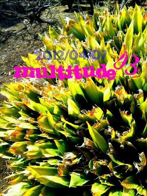 multitude03