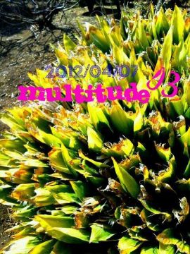 multitude03