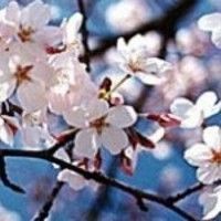 3/31 国際交流パーティー "さくらSpecial" @ 東京スポーツカフェ 六本木