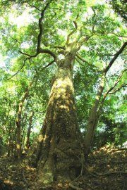 真鶴フェスティバル 1000年の森 つなげよう未来の子供達へ