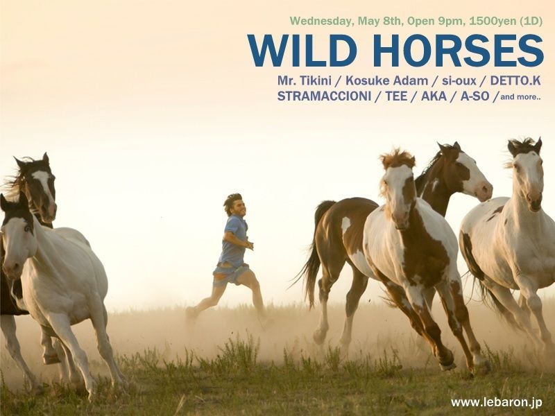WILD HORSES