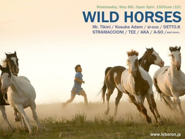 WILD HORSES