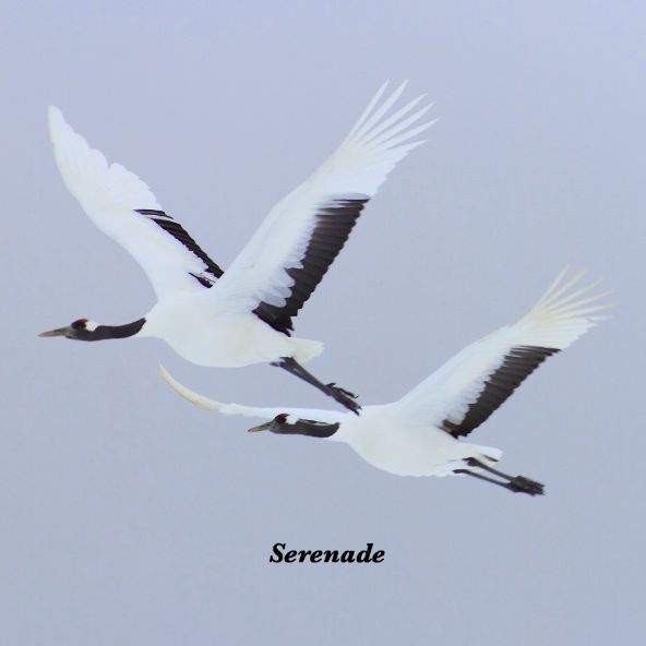 Serenade
