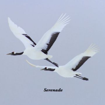 Serenade