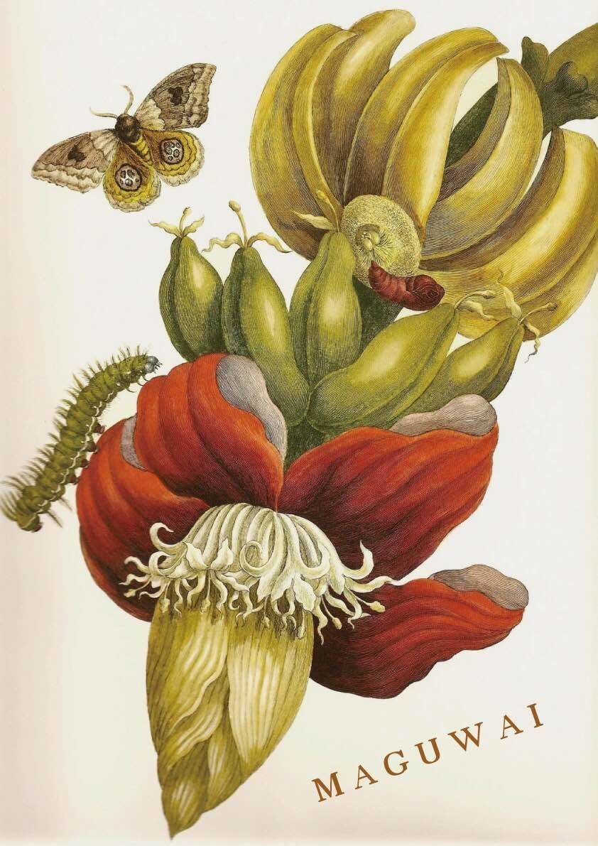 MAGUWAI