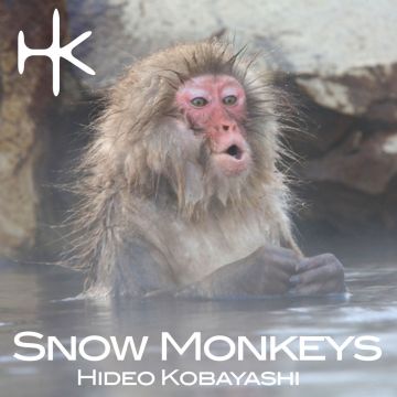 Hideo Kobayashi「Snow Monkeys」